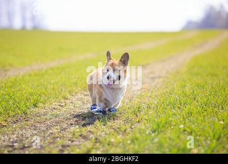 portrait of Golden puppy dog Corgi in funny sneakers walking on a spring green meadow on a Sunny day Stock Photo