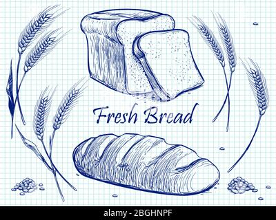 Sketch bunch of wheat ears, bread and grains. Vector bakery illustration on notebook page. Food organic from harvest Stock Vector