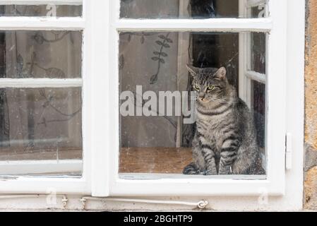 The white, grey and black cat with green eyes sitting behind the white old window with dirty glass. Stock Photo