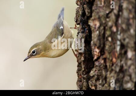 Female black-throated blue warbler during autumn migration Stock Photo