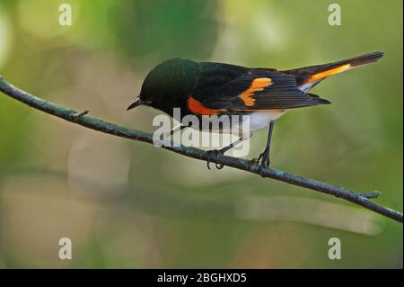 Adult male American redstart in spring Stock Photo