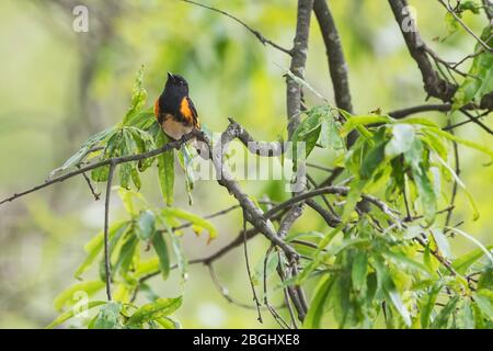 Adult male American redstart in spring Stock Photo