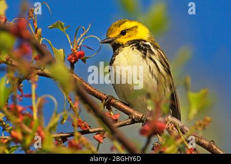 Black-throated green warbler in spring migration Stock Photo