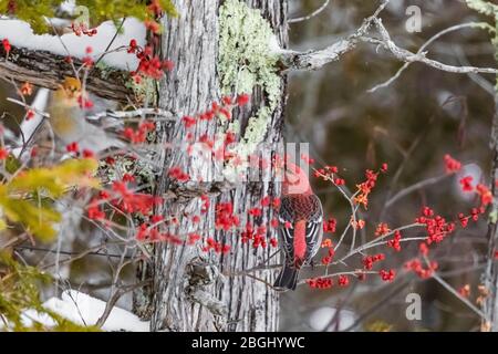 Male Pine Grosbeak, Pinicola enucleator, feeding on Winterberry, Ilex verticillata, with its seeds sticking to the bill, in a Northen White Cedar swam Stock Photo