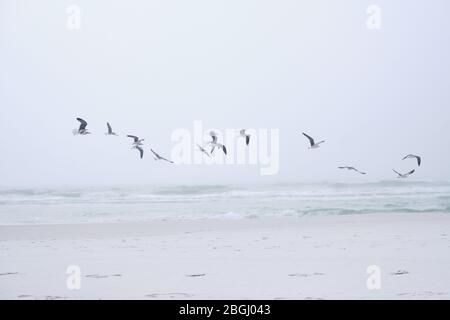 Seagulls fly above dazzling white sand beach near Destin, Florida. Small, breaking waves reveal emerald green tones in the sea water. Stock Photo