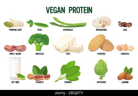 set vegan sources of protein fresh organic vegetarian food collection isolated on white background horizontal vector illustration Stock Vector