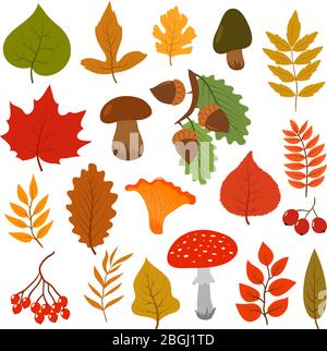 Yellow autumn leaves, mushrooms and berries. Fall forest elements vector cartoon collection isolated on white background. Autumn leaf and foliage, ashberry colored illustration Stock Vector