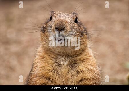 Close-up of black-tailed prairie dog's head Stock Photo