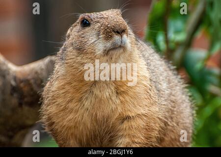 Close-up of black-tailed prairie dog's head Stock Photo