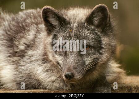 Close-up of the head of an arctic fox Stock Photo