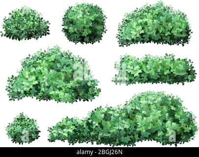 Realistic garden shrub. Nature green seasonal bush, boxwood, floral branches and leaves, tree crown bush foliage. Garden green fence vector Stock Vector