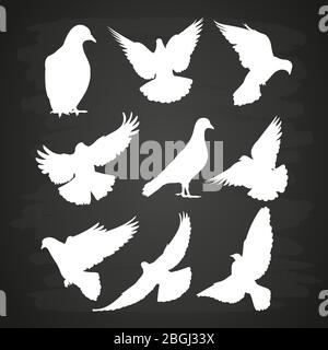 White dove silhouette set on blackboard. Illustration bird pigeon vector collection Stock Vector