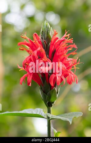 Close up of a cardinals guard (pachystachys coccinea) flower Stock Photo