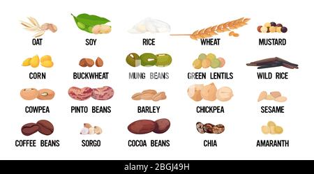 set seeds beans and grains organic healthy vegetarian food collection on white background horizontal vector illustration Stock Vector