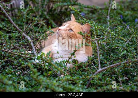 Predator in hiding. Domestic ginger hiding amongst shrubs waiting for pigeons Stock Photo