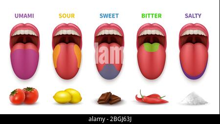 Human tongue basic taste areas. Smack map in mouth sweet, salty, sour, bitter and umami vector diagram isolated on white background. Illustration of localization sense sugary zone Stock Vector