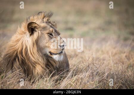 Busanga Plains, an exclusive safari destination in Kafue National Park, North-Western, Zambia, is home to a pride of African lions, Panthera leo. Stock Photo