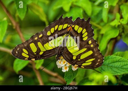 A malachite butterfly sits on a leaf Stock Photo