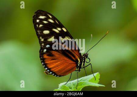 A tiger passion flower butterfly sits on a leaf A tiger passion flower butterfly sits on a leaf