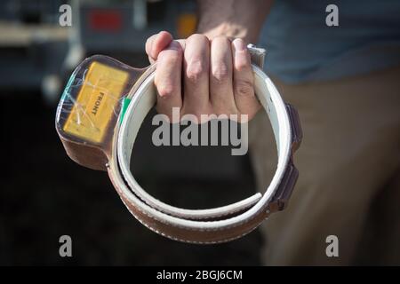 In Busanga Plains, a safari destination in Kafue National Park, North-Western, Zambia, researchers use GPS collars to track lions, Panthera leo. Stock Photo