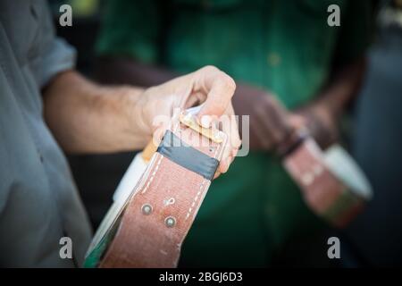 In Busanga Plains, a safari destination in Kafue National Park, North-Western, Zambia, researchers use GPS collars to track lions, Panthera leo. Stock Photo