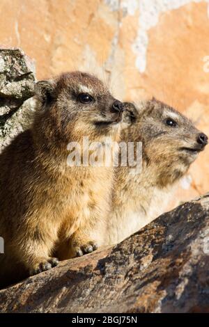 The rock hyrax, also called Cape hyrax, rock rabbit, and coney, is a medium-sized terrestrial mammal native to Africa and the Middle East. Stock Photo
