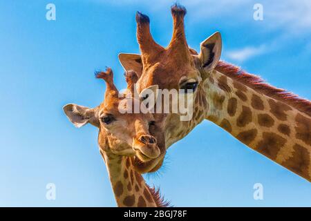 A giraffe with her baby Stock Photo