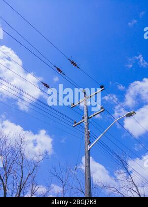 Wooden electrical transmission pole with streetlight and power lines above tree branches against sky and clouds. Stock Photo