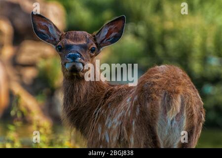 A young wapiti looks back Stock Photo