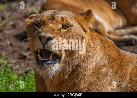 A lion lies in a meadow Stock Photo