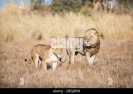 A mating pair of lions walking side by side in dense bushveld Stock ...