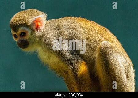 A squirrel monkey sits on a branch Stock Photo