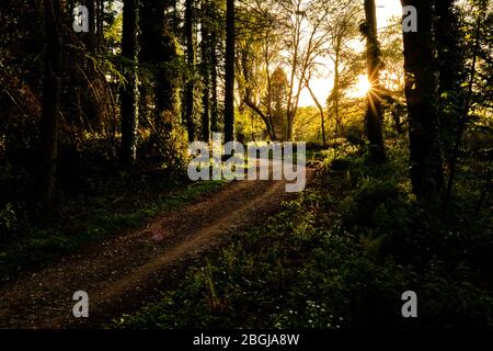 A sunlit woodland in springtime with bluebells and meadow flowers Stock Photo