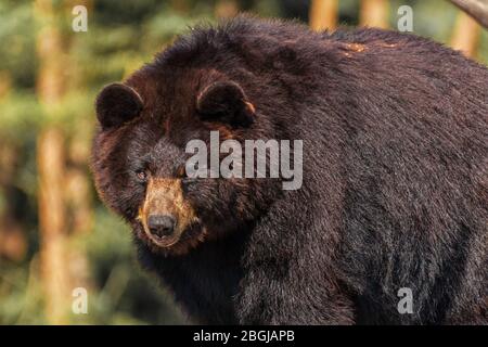 An American black bear roams the prairie Stock Photo