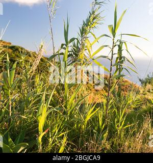 The luscious green grass is illuminated by the sunset on the ocean Stock Photo