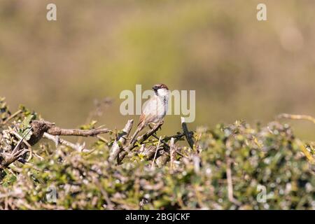 A male house sparrow perched on a hedgerow Stock Photo