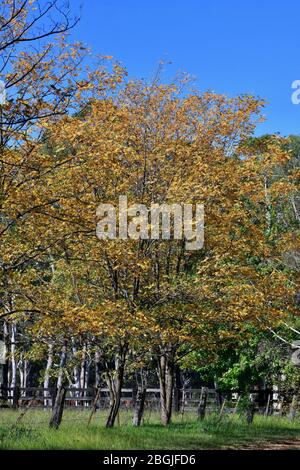 Autumn leaves in the Megalong Valley in the Blue Mountains Stock Photo