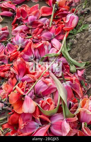 A mound of fallen tulips on the ground after harvest at Tulip Town farm in Washington’s Skagit Valley on Sunday, April 19, 2020. Stock Photo