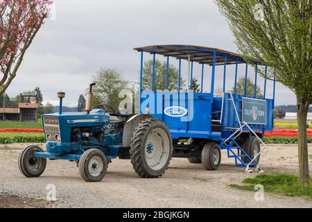 Tulip Town’s tractor trolley sits idle in Washington’s Skagit Valley on Sunday, April 19, 2020. The cancelation of the Skagit Valley Tulip Festival in Stock Photo