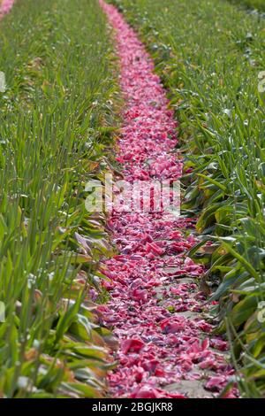 Rows of fallen tulip petals after harvest at Tulip Town farm in Washington’s Skagit Valley on Sunday, April 19, 2020. The cancelation of the Skagit Va Stock Photo