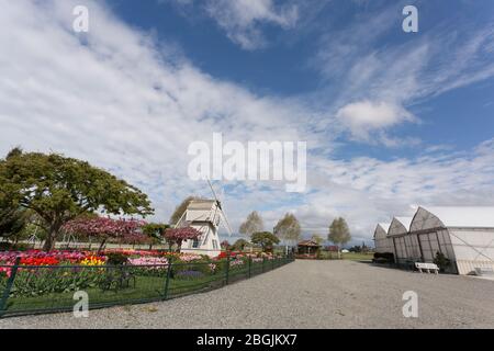 An empty garden in bloom at Tulip Town farm in Washington’s Skagit Valley on Sunday, April 19, 2020. The cancelation of the Skagit Valley Tulip Festiv Stock Photo