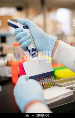 Close up of scientist with multi channel pipette Stock Photo