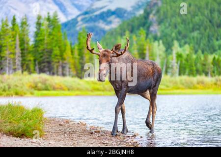 A young, male bull moose with antlers feeding in a lake in Glacier National Park, Montana, USA Stock Photo