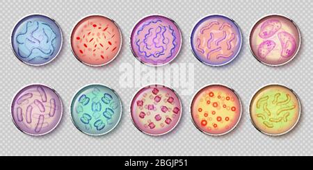 Bacteriology gram negative bacteria culture and penicillin moss in petri dish glassware, top view. Vector set of bacterium, microbiology microbe, germ cell, micro bacterial infection illustration Stock Vector