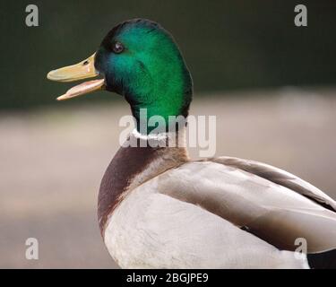 Glasgow, UK. 21st Apr, 2020. Pictured: Ducks in Victoria Park don't seem to mind the coronavirus (COVID-19) lockdown as they can roam more freely as there are less people around. Credit: Colin Fisher/Alamy Live News Stock Photo