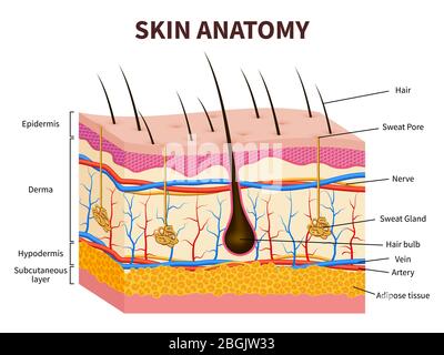 Human skin. Layered epidermis with hair follicle, sweat and sebaceous glands. Healthy skin anatomy medical vector illustration. Dermis and epidermis skin, hypodermis Stock Vector