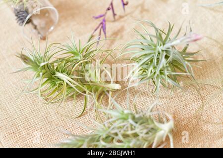 Tillandsia air plants on a natural background Stock Photo