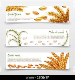 Agricultural cereals banners template. Realistic grains and ears of rice, wheat, barley isolated on white background. Harvest wheat grain, food organic seed,. Vector illustration Stock Vector