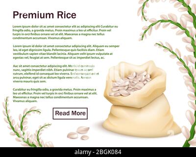 Realistic rice, grains and ears isolated on white background. Premium rice vector web background template illustration Stock Vector