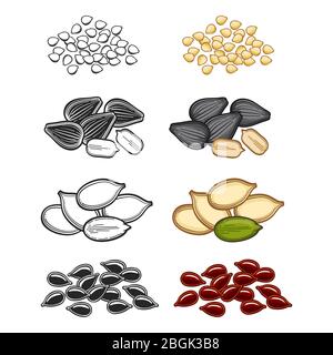 Popular seeds sketch vector illustration. Line and cartoon seeds set on white Stock Vector